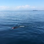 江ノ島〜城ヶ島間リレー泳（２１km）の映像をYouTubeにアップしました。