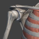 セバトレーナーの水泳解剖学ブログ　『肩甲骨とキャッチの関係性』