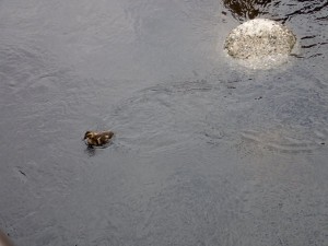 レッツランプレミアム   